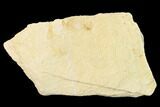 Miocene Pea Crab (Pinnixa) Fossil - California #141614-1